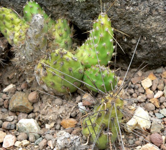 Tunilla_soehrensii_1